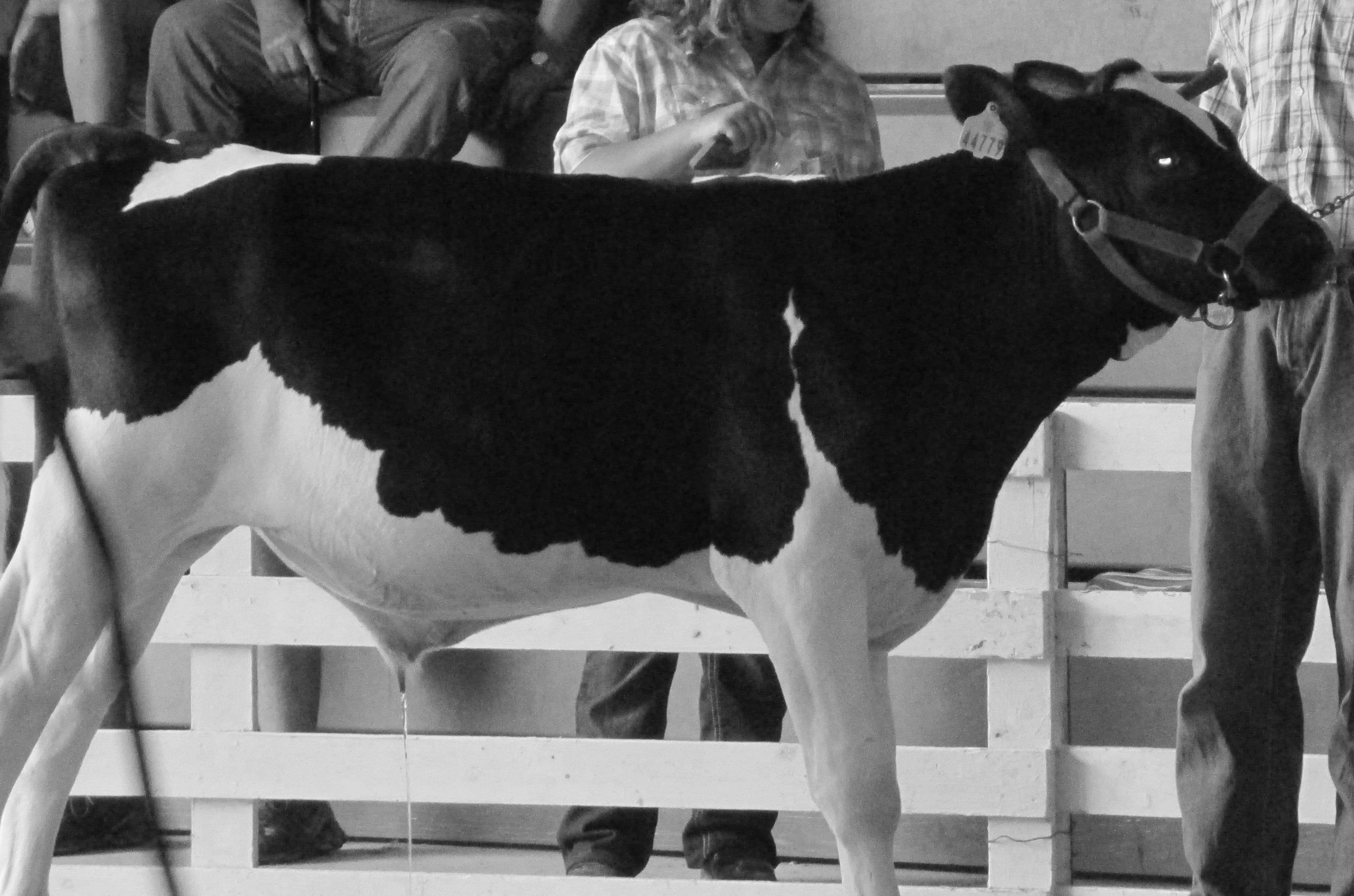 Barnyard Lessons on Obedience And Why Obeying Is Better Than Sacrifice