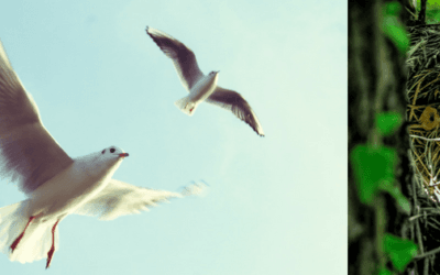 Preparing Your Child to Fledge