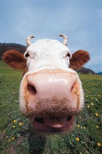 Stubborn Cow.....